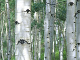Aspen Grove, Colorado, USA Photographic Print by Julie Eggers