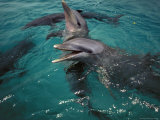 Bottle-Nosed Dolphins, Panama Lámina fotográfica por Gavriel Jecan Bottle-Nosed Dolphins, Panama Lámina fotográfica por Gavriel Jecan