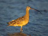 Long-Billed Curlew, Florida, USA Photographie par Charles Sleicher