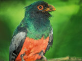 Male Slaty Tailed Trogon, Barro Colorado Island, Panama Fotografie-Druck von Christian Ziegler