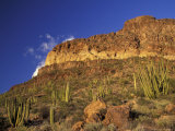 Organ Pipe Forest with Saguaro, Organ Pipe Cactus National Monument, Arizona, USA Photographic Print by Jamie & Judy Wild