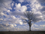Single Tree and Clouds, Shelby County, Kentucky, USA Photographic Print by Adam Jones