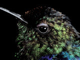 Hummingbird Resting, Barro Colorado Island, Panama Fotografie-Druck von Christian Ziegler