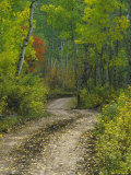 Autumn Colors and Road in Kebler Pass, Colorado, USA Photographic Print by Julie Eggers