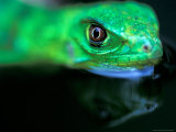 Baby Green Iguana, Barro Colorado Island, Panama Photographic Print by Christian Ziegler