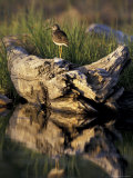 Lesser Yellowlegs in Wetlands, Potter Marsh, Alaska, USA Photographic Print by Paul Souders