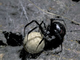Black Widow Spider and Egg, Machu Picchu, Peru Lámina fotográfica por Andres Morya