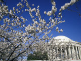 Cherry Blossom Festival and the Jefferson Memorial, Washington DC, USA Photographic Print by Michele Molinari