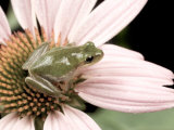 Squirrel Treefrog on Echinacea Flower, Florida, USA Photographie par Maresa Pryor
