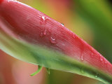 Sexy Pink Heliconia, Hilo Botanical Garden, Hilo, Hawaii, USA Lámina fotográfica por Rob Tilley