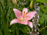 Pink Asiatic Lily, Reading, Massachusetts, USA Photographic Print by Lisa S. Engelbrecht