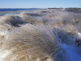 Ice Coats the Beach Grass on Parson's Beach, Maine, USA Photographic Print by Jerry & Marcy Monkman