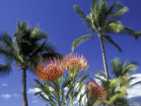 Protea and Palms, Maui, Hawaii, USA Photographic Print by Darrell Gulin