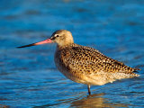 Marbeled Godwit, Florida, USA Photographie par Charles Sleicher
