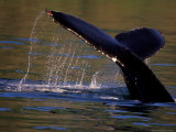 Surfacing Humpback Whale, Inside Passage, Southeast Alaska, USA Photographic Print by Stuart Westmoreland