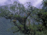 Epyphit Vegetation and Cloud Forest, Machu Picchu, Peru Photographie par Andres Morya
