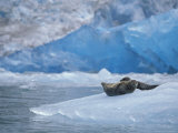 Harbor Seals on Iceberg of South Sawyer Glacier, Tracy Arm, Alaska, USA Photographic Print by Paul Souders