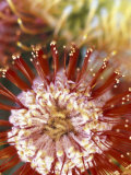 Protea Flower, Maui, Hawaii, USA Photographic Print by Darrell Gulin