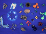 Collection of Native Seeds and Fruits, Barro Colorado Island, Panama Fotografie-Druck von Christian Ziegler