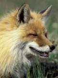 Arctic Fox, Denali National Park, Alaska, USA  Lámina fotográfica por Paul Souders