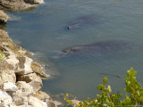 Lisa S. Engelbrecht - Manatees in Intercoastal Waterway, Merritt Island National Wildlife Refuge, Florida, USA Fotografická reprodukce Lisa S. Engelbrecht - Manatees in Intercoastal Waterway, Merritt Island National Wildlife Refuge, Florida, USA Fotografická reprodukce