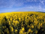 Canola Crop, Grangeville, Idaho, USA Photographic Print by Terry Eggers