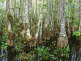 Cypress Swamp, Corkscrew Audubon Sanctuary, Naples, Florida, USA Photographic Print by Rob Tilley
