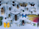 Collection of Insects, Barro Colorado Island, Panama Fotografie-Druck von Christian Ziegler