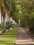 Sidewalk Lined with Palm Trees, Miami, Florida, USA Photographic Print by Adam Jones