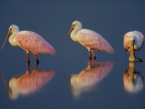 Flock of Roseate Spoonbills, Myakka River State Park, Florida, USA Lámina fotográfica por Maresa Pryor