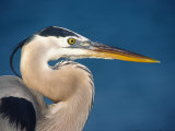 Great Blue Heron, Sanibel Island, Florida, USA Photographic Print by Charles Sleicher