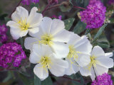 Evening Primrose and Sand Verbena, Anza Borrego Desert State Park, California, USA Photographie par Darrell Gulin
