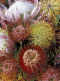 Proteas, Maui, Hawaii, USA Photographic Print by Darrell Gulin