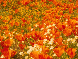 Poppies and Cream Cups, Antelope Valley, California, USA Photographic Print by Terry Eggers