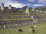 Llama and Ruins, Machu Picchu, Peru Photographie par Claudia Adams