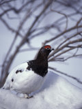 Willow Ptarmigan Perching in Willow Thicket, Denali National Park, Alaska, USA Photographie par Hugh Rose