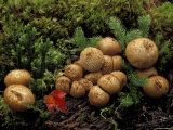 Mushroom Cluster and Maple Leaf, Hiawatha National Forest, Michigan, USA Photographie par Claudia Adams