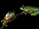 Red-Eyed Tree Frogs, Barro Colorado Island, Panama Photographic Print by Christian Ziegler
