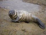 Baby Harbor Seal in Marquoit Bay, Brunswick, Maine, USA Photographic Print by Jerry & Marcy Monkman