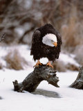 Bald Eagle Preserve, Chilkat, Alaska, USA Lámina fotográfica por Dee Ann Pederson Bald Eagle Preserve, Chilkat, Alaska, USA Lámina fotográfica por Dee Ann Pederson