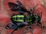 Euglossine Bee, Barro Colorado Island, Panama Photographic Print by Christian Ziegler