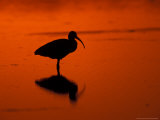 White Ibis at Sunset, Ding Darling National Wildlife Refuge, Florida, USA Photographic Print by Jerry & Marcy Monkman