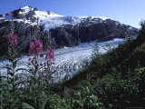 Fireweed Above Exit Glacier in Kenai Fjords National Park, Alaska, USA Photographie par Paul Souders