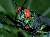 Red-Eyed Grasshopper, Barro Colorado Island, Panama Photographic Print by Christian Ziegler