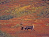 Caribou in Autumn Tundra of Denali National Park, Alaska, USA Lámina fotográfica por Stuart Westmoreland