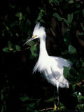 Snowy Egret at Ding Darling National Wildlife Refuge, Sanibel Island, Florida, USA Photographic Print by Jerry & Marcy Monkman