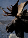 Bull Moose at Whidden Pond, Baxter State Park, Maine, USA Photographie par Jerry & Marcy Monkman