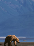 Brown Bear Sow with Cubs, Alaska Peninsula, Katmai National Park, Alaska, USA Lámina fotográfica por Dee Ann Pederson Brown Bear Sow with Cubs, Alaska Peninsula, Katmai National Park, Alaska, USA Lámina fotográfica por Dee Ann Pederson