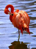 Flamingo in Water Photographie par Lisa S. Engelbrecht