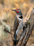 Northern Flicker, Oregon, USA Photographic Print by Charles Sleicher